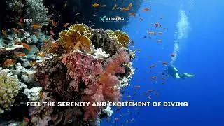 Sharks Bay Scuba Experience in Sharm El Sheikh!