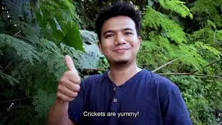 WHY SHOULD YOU START EATING CRICKETS? Roasted cricket snacks from Malaysia