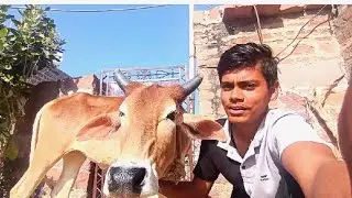 The cow is angry 😡 vlogs 2 day 🥰🔥😍