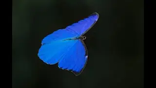 Borboleta Asa-de-seda ( Morpho Anaxibia ).