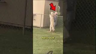 Loyal Dog Still Waits for His Neighbor 💔🐾