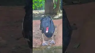 The Science of Splash: Behavior in Water Birds