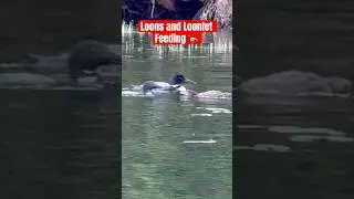 Loons and Loonlet Feeding 🦆#birds #loons #animals #duck #nature #outdoors #ponds #wildlife #bird