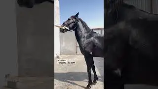 +998(94)-445-0577 #otbozor #horse #rek #конноеранчо #otlar #shorts #song #art #equestrian #rich