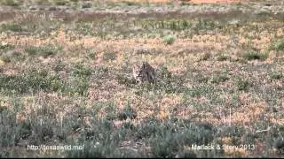 Bobcat Eats Black Tailed Prairie Dog