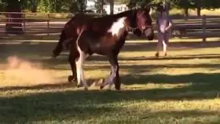2017 Colt -  Invited to the Dance c Protect Your Assets mare
