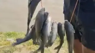 😱Saral  greatest net Fishing video /Amazing Fishing video/Viral/Fishing/Viralvideo/