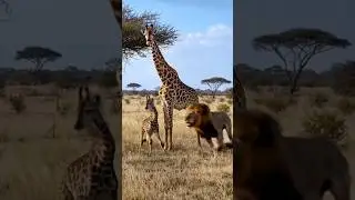 When the Lion Attacks&hellip; But the Giraffe Refuses to Fall...🦒🦁⚠️ #giraffe #rescue #danger
