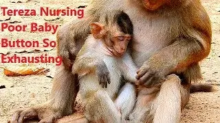 So Pity! Poor Baby Button Very Exhaust, Cara Nursing &Protecting Baby Button,She Love Button So Much