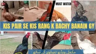 Aseel Pair Colour and Result Breed colour