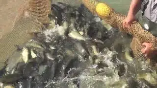 Catching fish in the thermal fish breeding pond