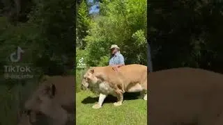 Largest lion in the World