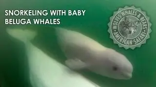 Snorkeling with Baby Beluga Whales in Churchill, Manitoba!