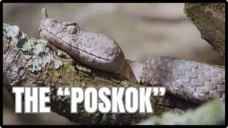 Don't mess with this snake:  THE NOSE HORNED VIPER// the 