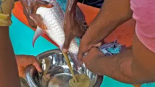 Taking Fish Eggs By Push Their Belly | Caviar Collecting By Hand Technic