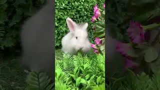 Cute Rabbit in the Garden #shorts #troomzoo #rabbithouse