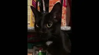Shop cats break into cupboard to steal treats! #cat #catstealing #funnycats