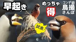野鳥撮影、早起きで得した　ベニマシコに再会しイカル、シメグループに徳貰った