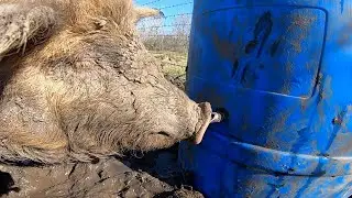 Clean Water for ALL PIGS- Automatic WATERERS