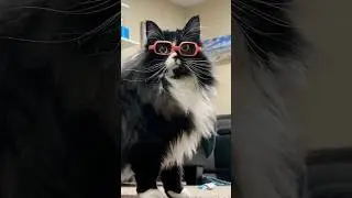 Cat helps people not be scared of glasses🥺 #shorts