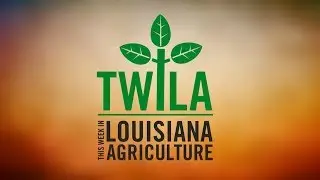 This Week in Louisiana Agriculture