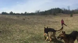 Introducing the Boys (Two German Shepherds)