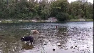 The difference between Welsh and Working Sheepdogs (aka Border Collies) explained in 10 seconds.