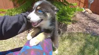 SUPER CUTE!! Blue Eyed Pomsky Designer Puppy for sale in San Diego, CA