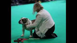 Crufts 2023 - Bulldog - Mid limit Dog