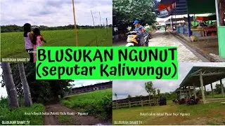 Blusukan Ngunut Seputar Kaliwungu: Pasar Hewan (Lama dan Baru), Kebun Bunga Matahari, Bekas PG Kunir