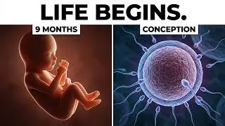 The Miracle of Life  9 Months of Fetal Development in 3D