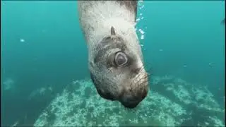 🟡 Ocean Sounds for Deep Sleep Fish, Relaxing Fish Videos, Meditation Fish, Deep Sleep Aquarium