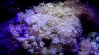 My 14 gal saltwater Bio Cube nano reef tank