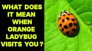 WHAT DOES IT MEAN WHEN ORANGE LADYBUG VISITS YOU ?