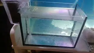 Морской аквариум на поваренной соли. Опыт, часть 1