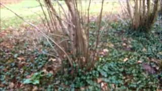 A walk through our hazel coppice in February