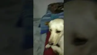 #dog #funny #doglover #labrador #pets #labradoor #labradorr #labraworld #cute #labradog