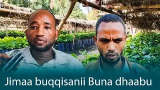Godina Harargee Lixaa Aanaa Bookeetti qonnaan bulaan Jimaa duraan dhaabe buqqisee Buna dhaabaa jira.