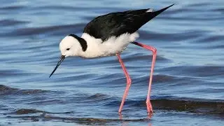 White-headed Stilts - Hen and Chicken Bay