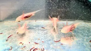 Mormolocii Axolotl primesc prima hrană congelată: Bloodworms
