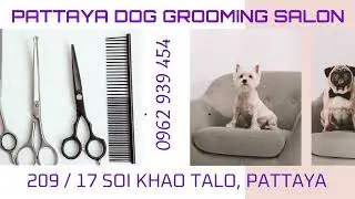 PATTAYA GROOMING PET STORE, GROOMERS PET SUPPLIES, GROOMER SERVICE, DOG GROOMING SALON, CAT GROOMERS