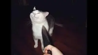 5 hours and 1 second of a cat with a knife photo