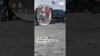 1 injured in 'marine life incident'