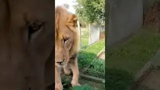 steampunk tutorial ai filter 😈🥰 #ai #steampunk #filter #tutorial #animals #viral #shorts #video