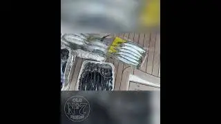 Marlin tournament bait prep! | Old No. 7 Clips