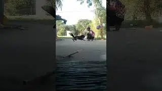 Safe the rabbit har har Maha dev Suman vs Fox #shortvideo