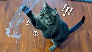 Cats Funny Reaction To Saran Wrap
