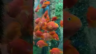 A Virtual Tour of Under the Sun Aquarium | Udaipur #exploreudaipur #aquarium #underwaterserenity