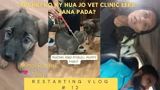 Aj puchki or dusre dogs ko vet clinic👨🏻&zwj;⚕️ leke gye phr se | new vlog #mittalrapta #vlog #newvlog