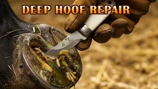 Satisfying Hoof Cleaning You Have to See to Believe